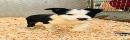 Border Collie dogs for sale: READY NOW border collie puppies one girl two boys  - Advert 11