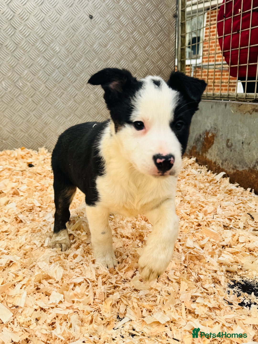 Border Collie dogs for sale: READY NOW border collie puppies one girl two boys  - Advert 11