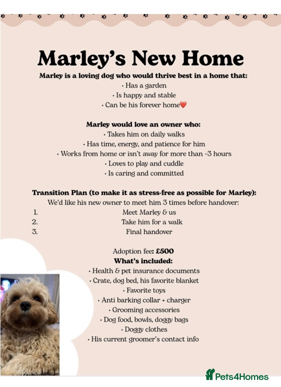 Cavapoo dogs for sale: RESERVED: Loving Toy-Cavapoo needs new home - Image 4