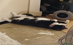 Mixed Breed cats for sale: Black and white loving girl cat 💗 - Image 4