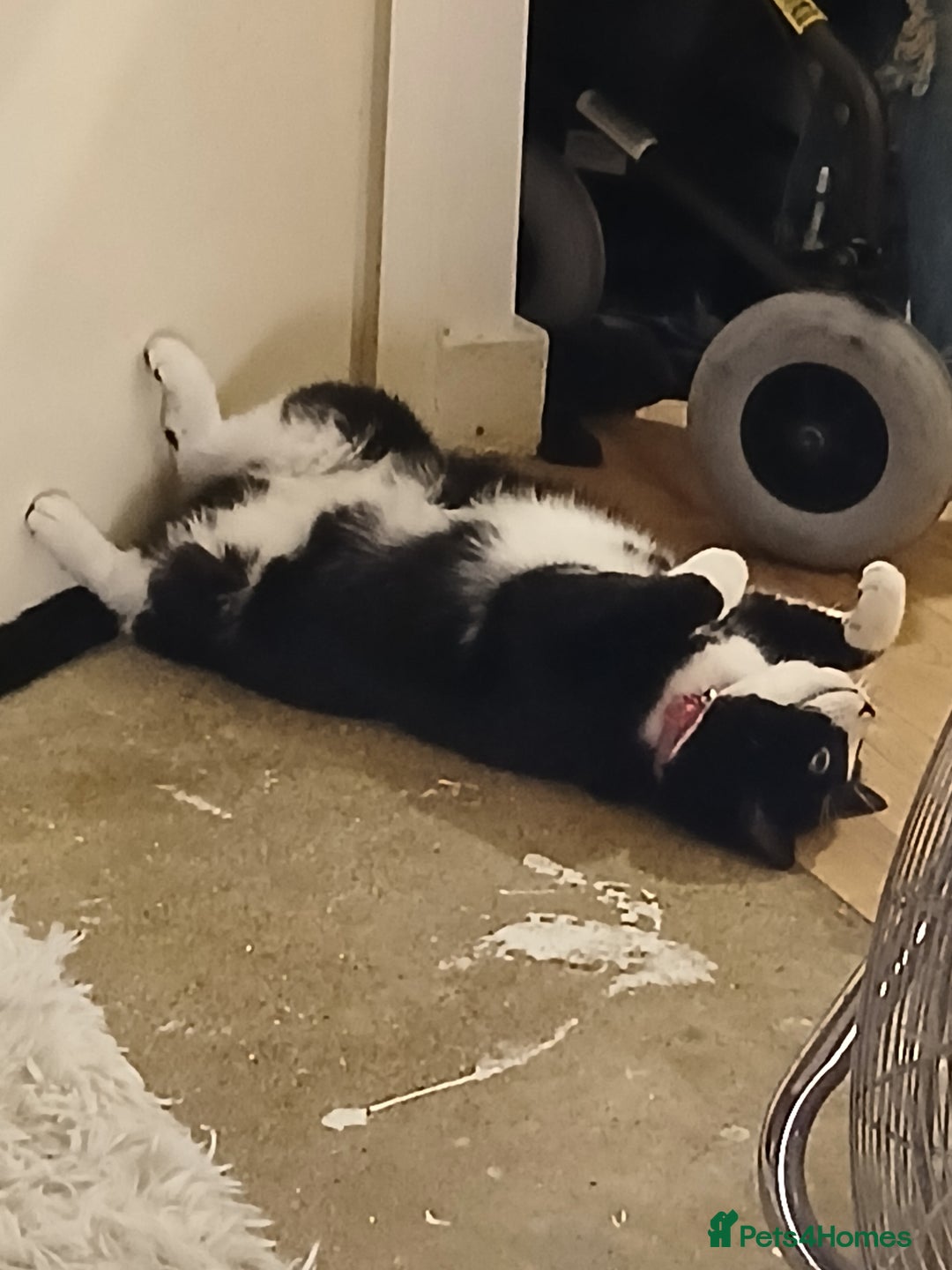 Mixed Breed cats for sale: Black and white loving girl cat 💗 - Image 4