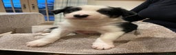 Border Collie dogs for sale: Adorable Border Collies for Sale - Advert 5