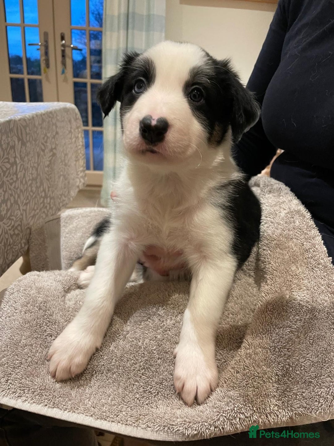 Border Collie dogs for sale: Adorable Border Collies for Sale - Advert 5
