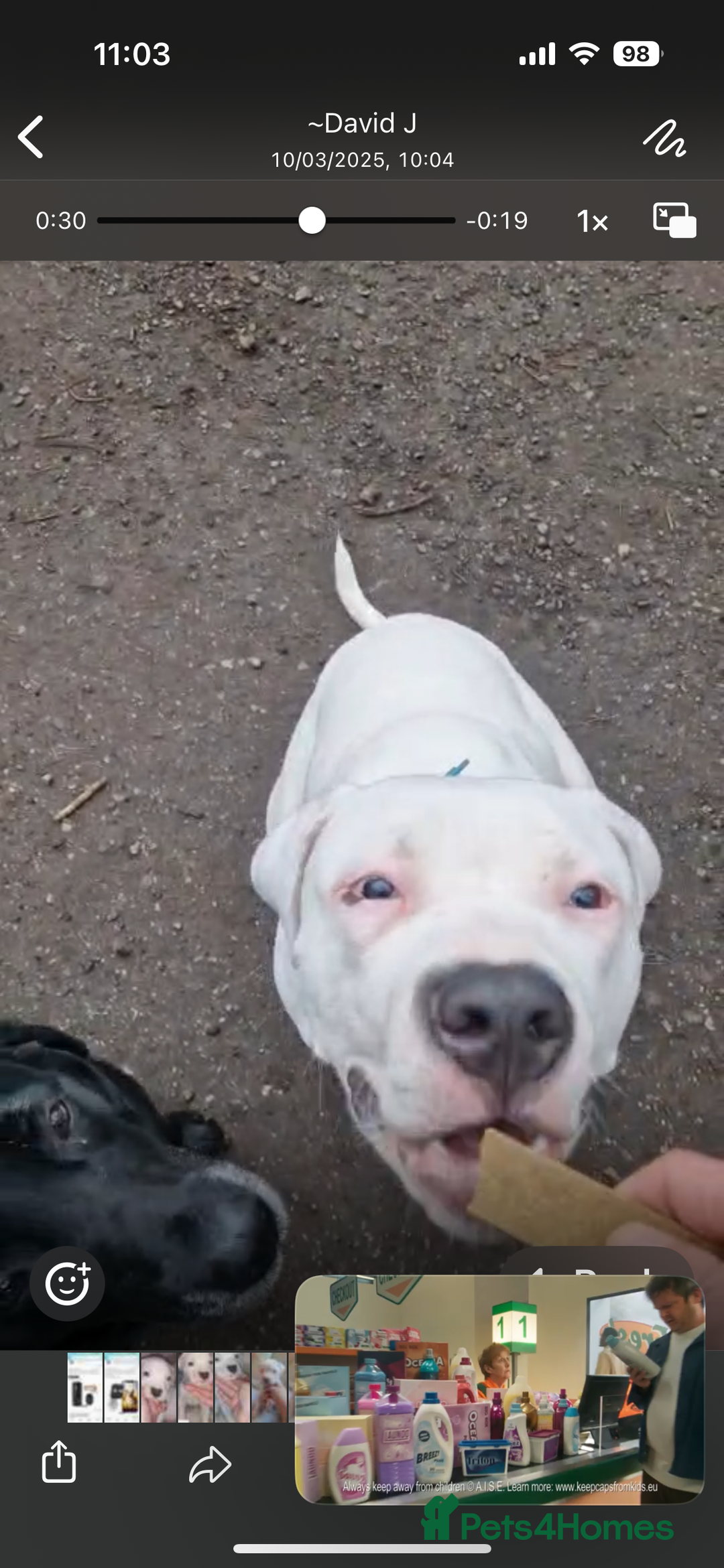 American Bulldog dogs for sale: 11 month old American bulldog  - Image 2