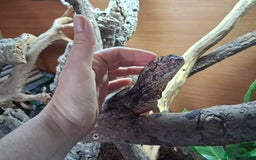 Dragon reptiles for sale: Frilled dragon and vivarium  - Image 11