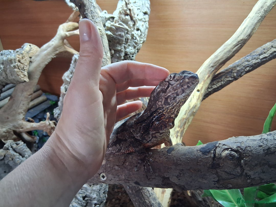 Dragon reptiles for sale: Frilled dragon and vivarium  - Image 11