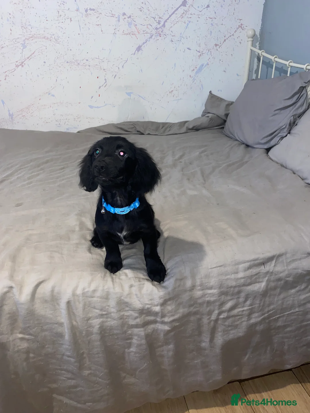 Mixed Breed dogs for sale: Sweet litter of pups for sale 2 males , 3 female in Stoke-on-Trent - Advert 5