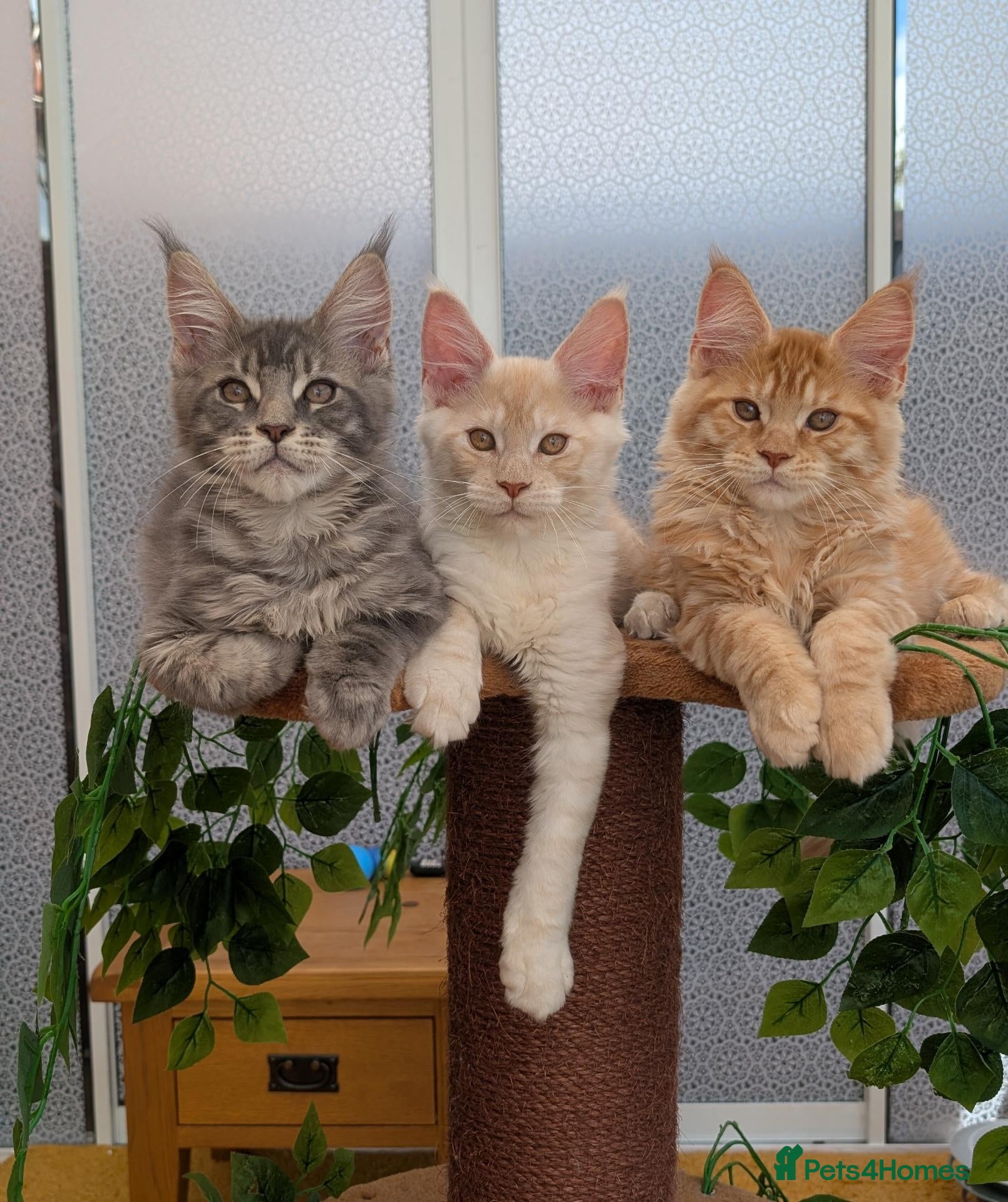 Maine Coon cats Stunning Tica registered Maine coons - Advert 1