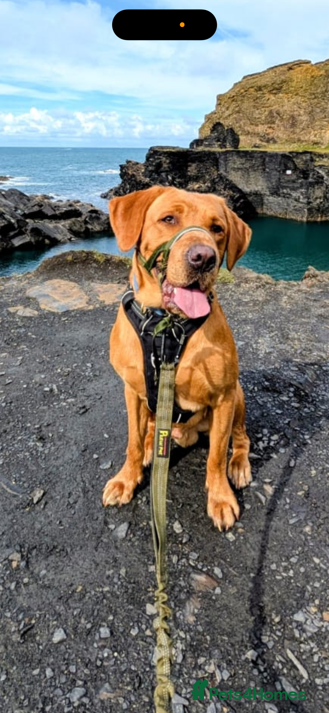 Labrador Retriever dogs for sale: HOME REARED KENNELCLUB REGISTERED LABRADOR PUPPIES - Advert 10