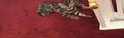 Bengal cats for sale: Baby kitten bengal in Cambridge - Advert 4