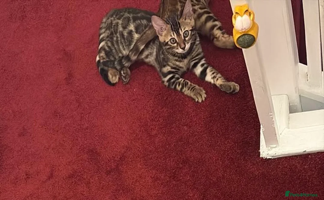 Bengal cats for sale: Baby kitten bengal in Cambridge - Advert 4