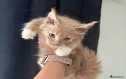 Maine Coon cats for sale: Reduced Pedigree GCCF registered kitten 1.6kg - Image 5