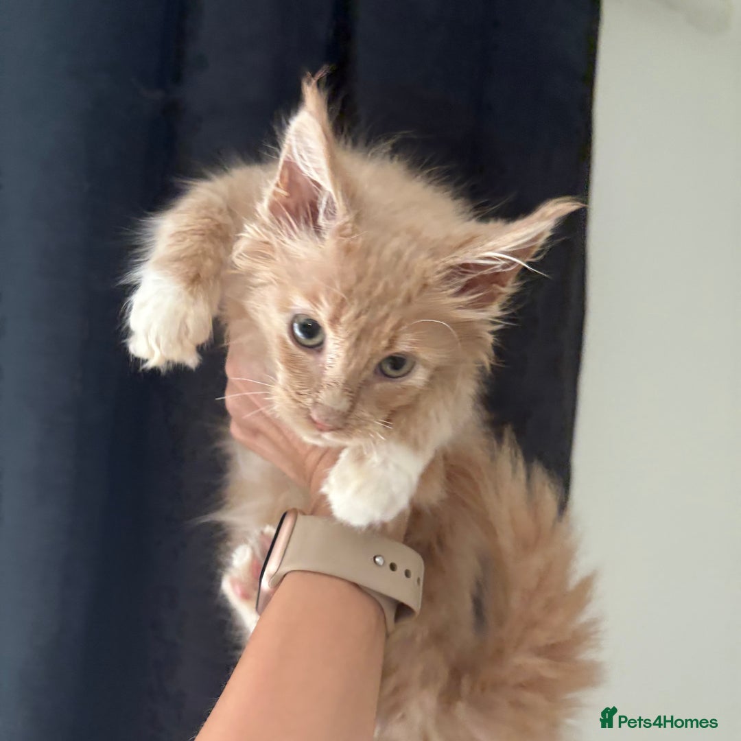 Maine Coon cats for sale: Reduced Pedigree GCCF registered kitten 1.6kg - Image 5