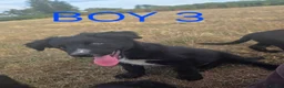 Border Collie dogs for sale: Beautiful border collies  in Abergele - Advert 3