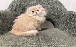 British Longhair cats for sale: Golden and Blue golden British longhairs - Image 7