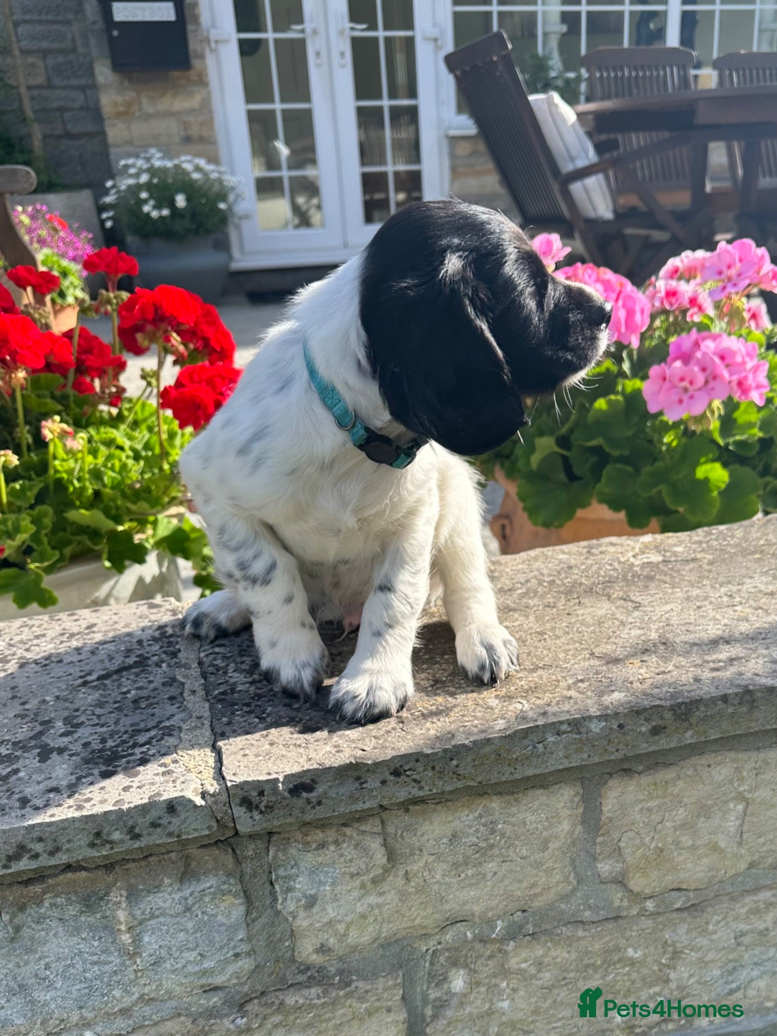 English Springer Spaniel dogs Beautiful Springer Spaniel Puppies - Advert 1