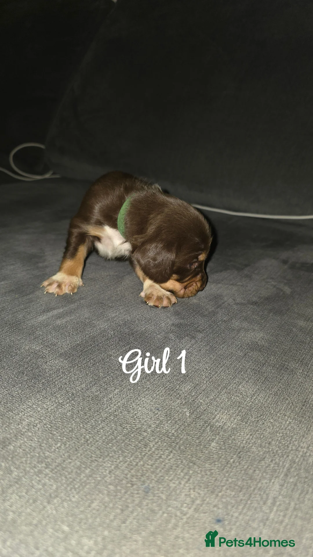 Mixed Breed dogs for sale: Beautiful Cocker x Collie pups - Advert 5