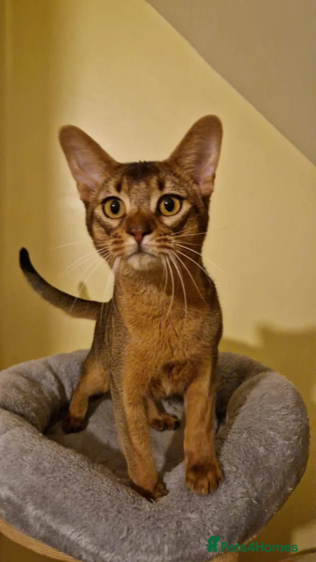 Abyssinian cats for stud: Stud Abyssinian TICA Registered in Corby - Advert 15