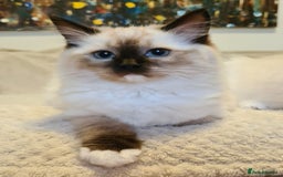 Ragdoll cats for sale: 5 Purebred Ragdolls – Loving Homes Needed - Image 6