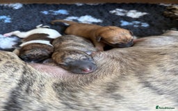 Whippet dogs for sale: Adorable KC reg Whippet puppies 🩷💙 - Image 5