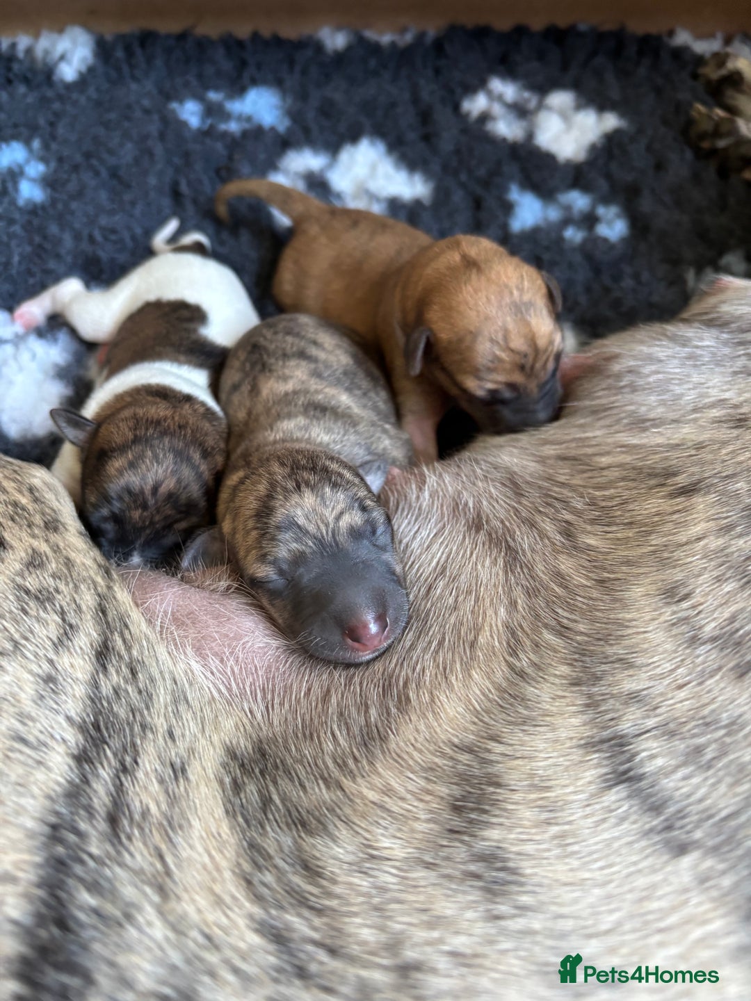 Whippet dogs for sale: Adorable KC reg Whippet puppies 🩷💙 - Image 5