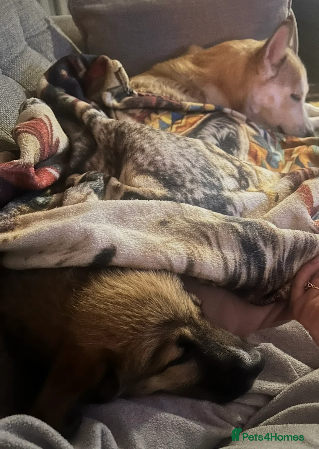 Mixed Breed dogs for sale: 11 week old female belusky for sale  in Sheerness - Advert 2