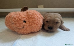 Golden Retriever dogs for sale: KC Registered Golden Retriever Puppies  - Image 26