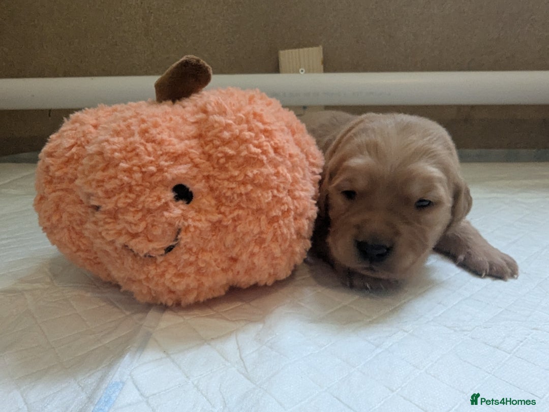 Golden Retriever dogs for sale: KC Registered Golden Retriever Puppies  - Image 26