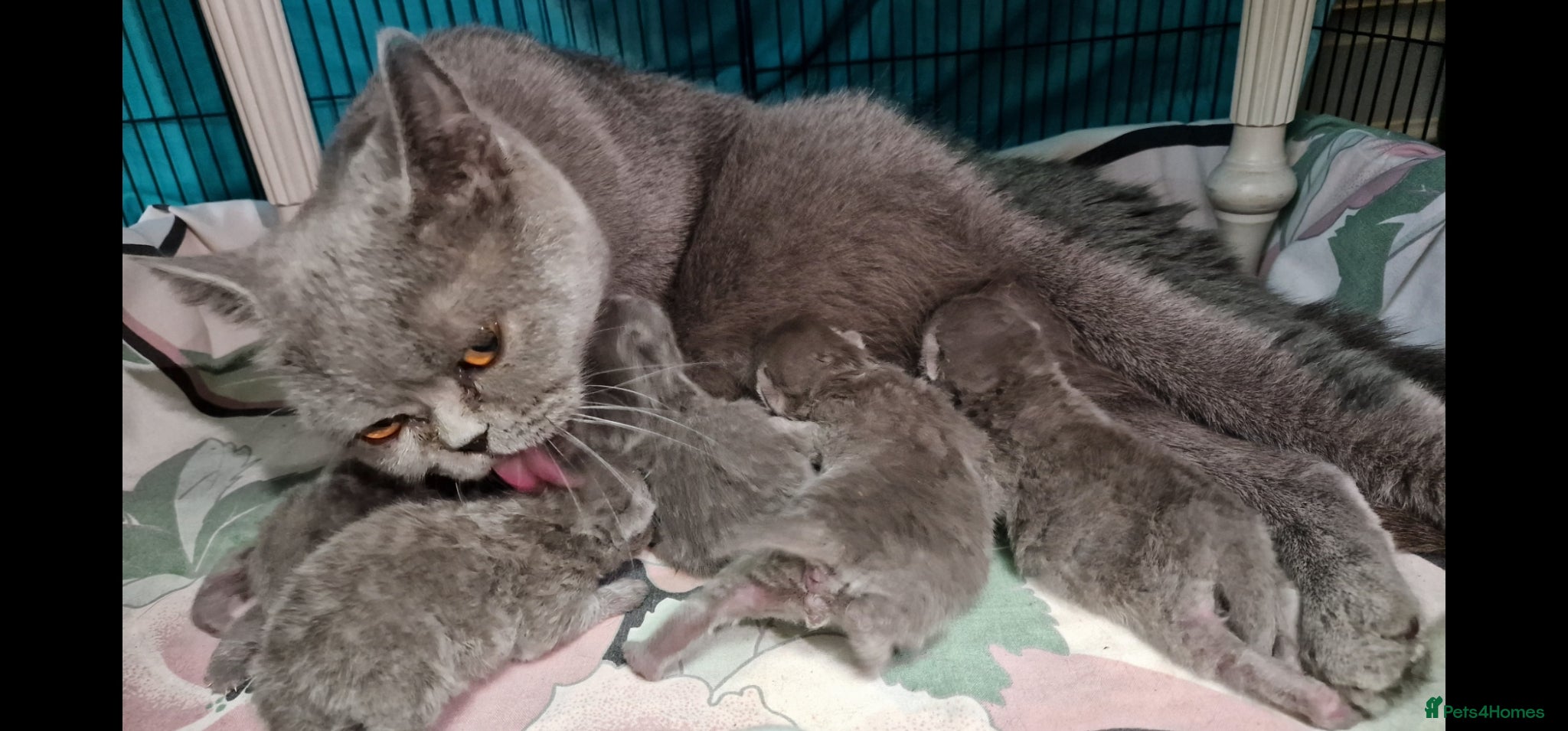 British Shorthair cats 4 blue Britishshorthair kittens Girls  for sale - Advert 1