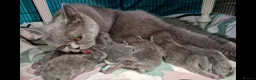 British Shorthair cats for sale: 4 blue Britishshorthair kittens Girls  for sale - Advert 1