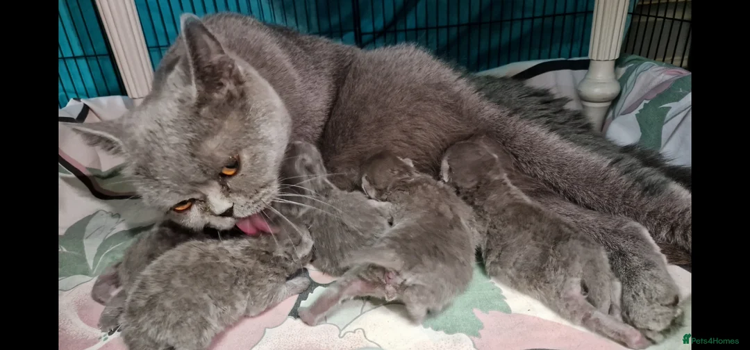 British Shorthair cats for sale: 4 blue Britishshorthair kittens Girls  for sale - Advert 1