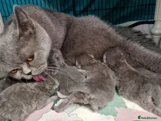 British Shorthair cats 4 blue Britishshorthair kittens Girls for sale - Advert 1