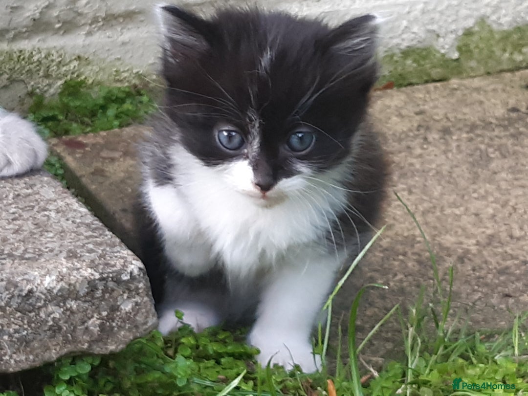 Mixed Breed cats for sale: 6 Kittens Available to take home today 😸  - Image 18