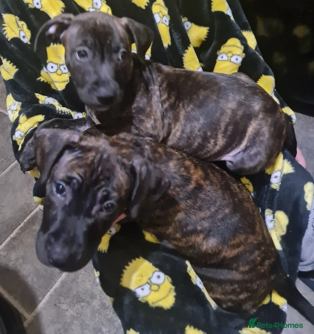 Staffordshire Bull Terrier dogs for sale: Classical staffy male pups - Advert 14