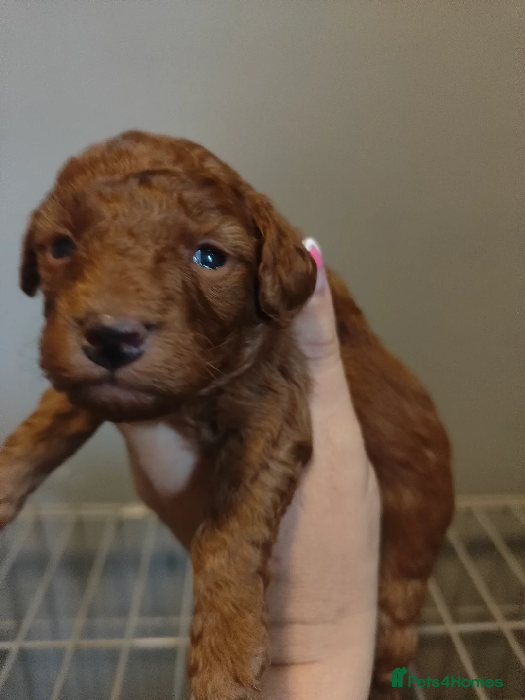 Miniature Poodle dogs for sale: 💥 Miniature poodle 💥 - Advert 4