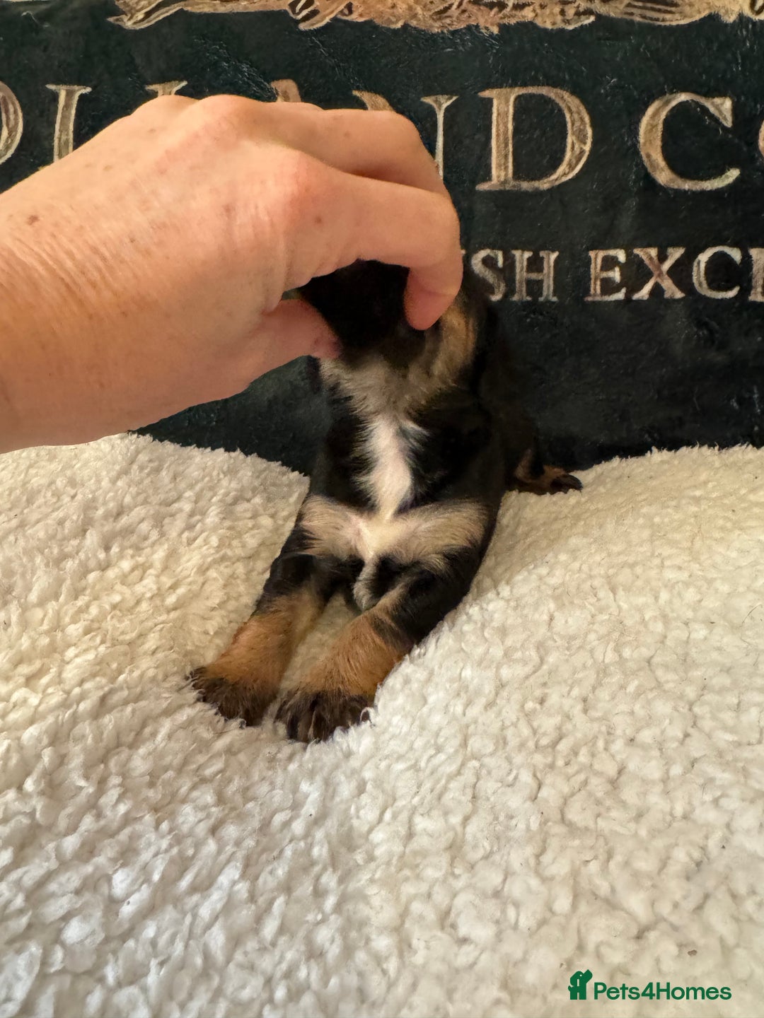 Cocker Spaniel dogs for sale: A gorgeous litter of WCS - Advert 11