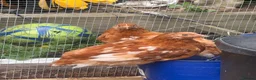 Chickens poultry for sale: 2 female chickens  - Advert 1