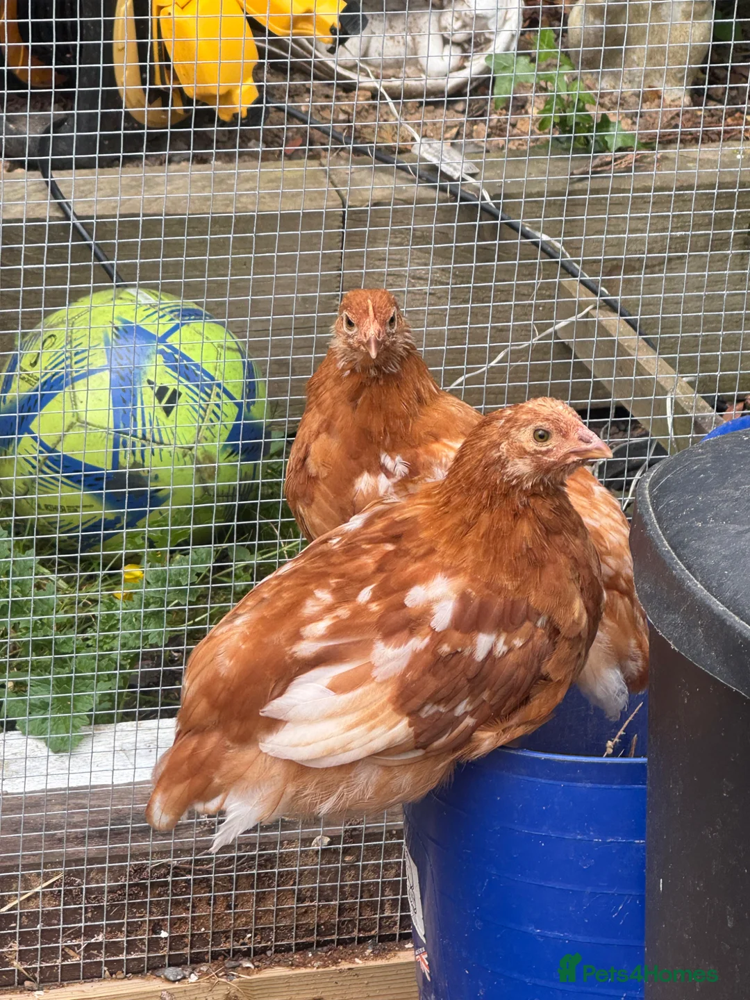 Chickens poultry for sale: 2 female chickens  - Advert 1