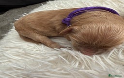 Mixed Breed dogs for sale: Cavapoochon Puppies  - Image 6
