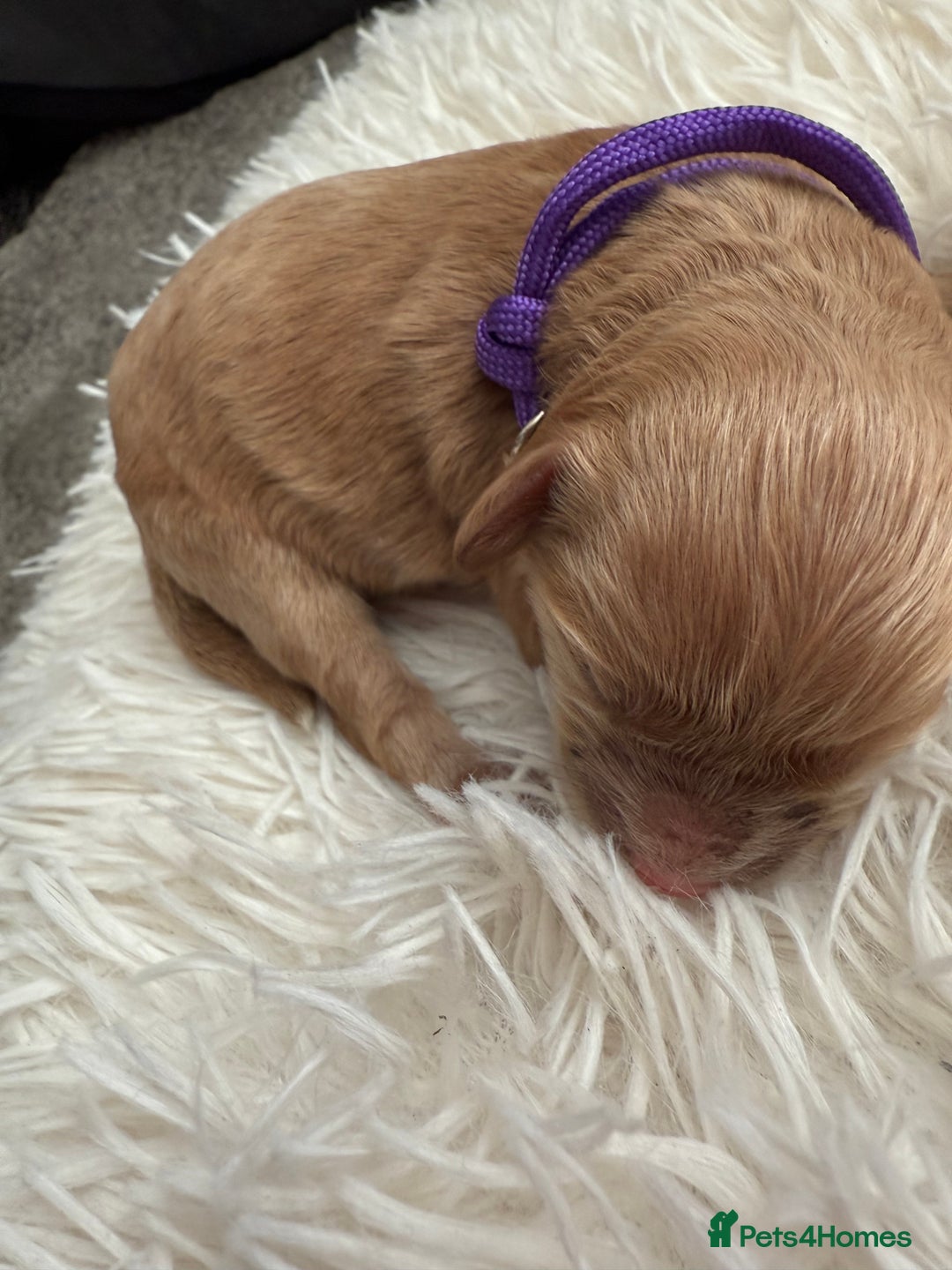 Mixed Breed dogs for sale: Cavapoochon Puppies  - Image 6