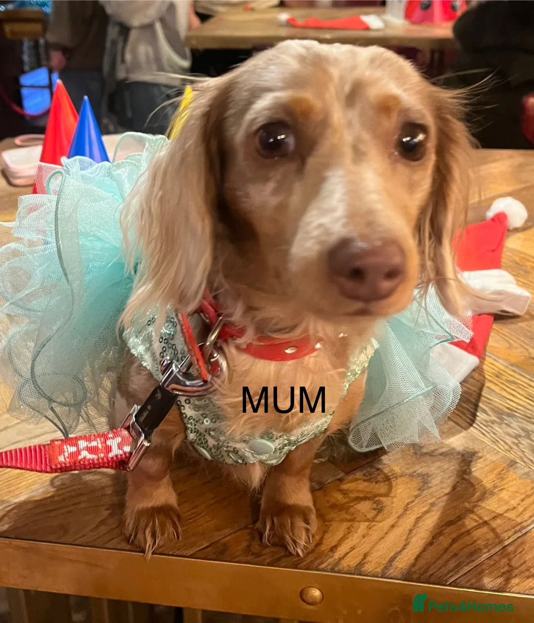 Miniature Dachshund dogs for sale: READY NOW Long hair tiny KC - Advert 5