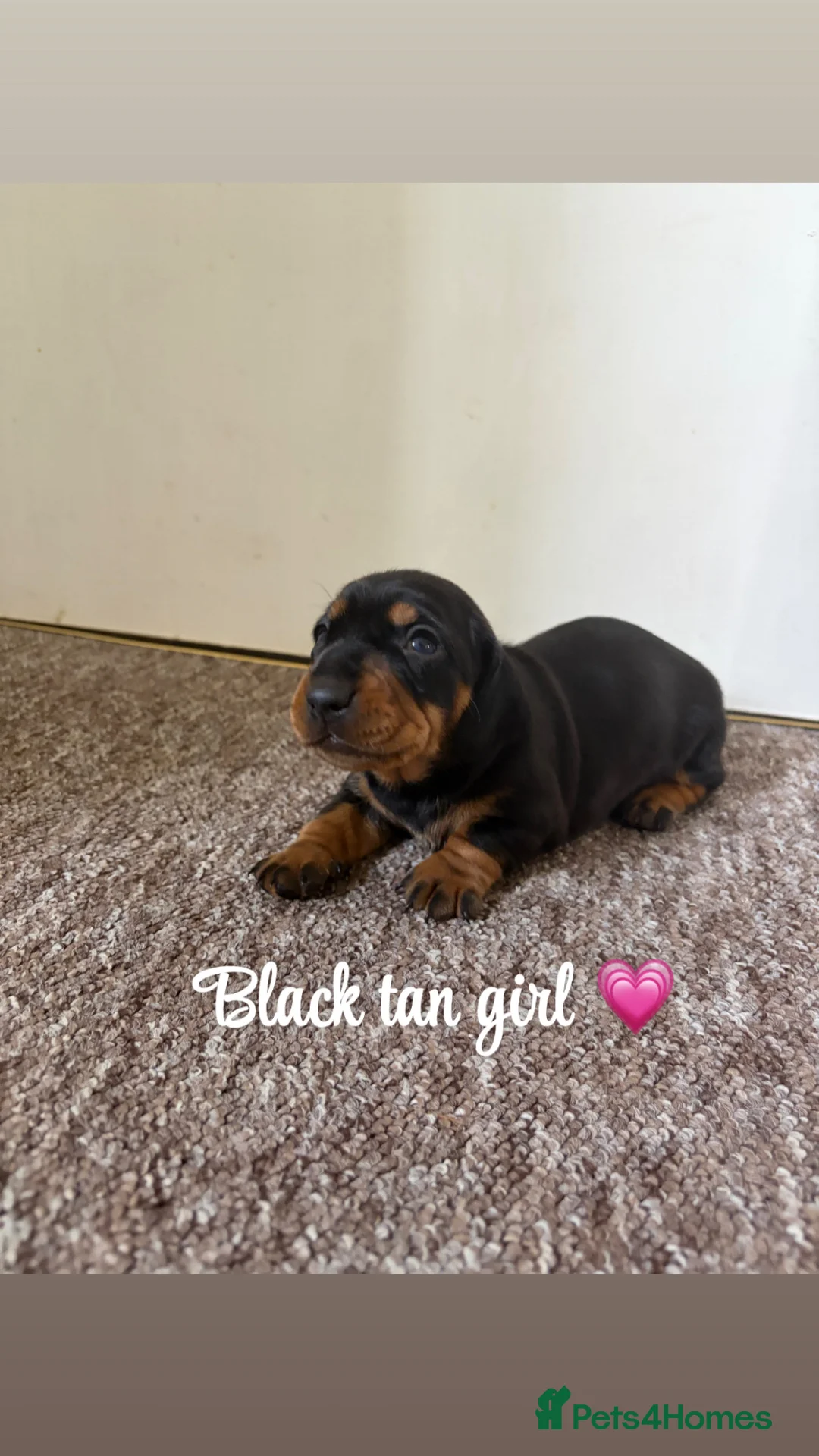 Miniature Dachshund dogs for sale: Stunning miniature dachshund puppies - Advert 10
