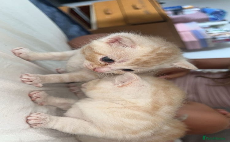 Domestic Shorthair cats - Advert 6