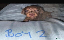 Dachshund dogs for sale: Beautiful miniature dachshunds  - Image 2