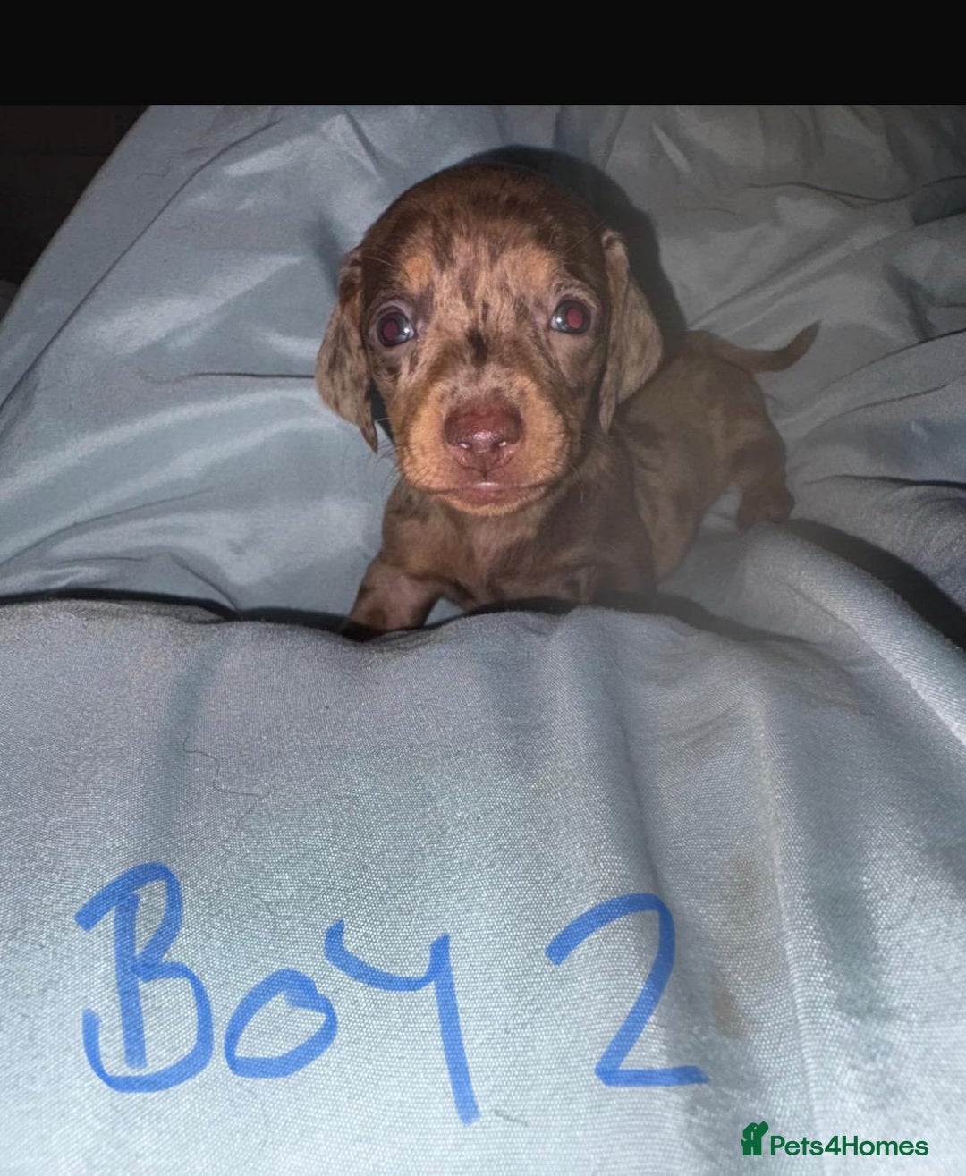 Dachshund dogs for sale: Beautiful miniature dachshunds  - Image 2
