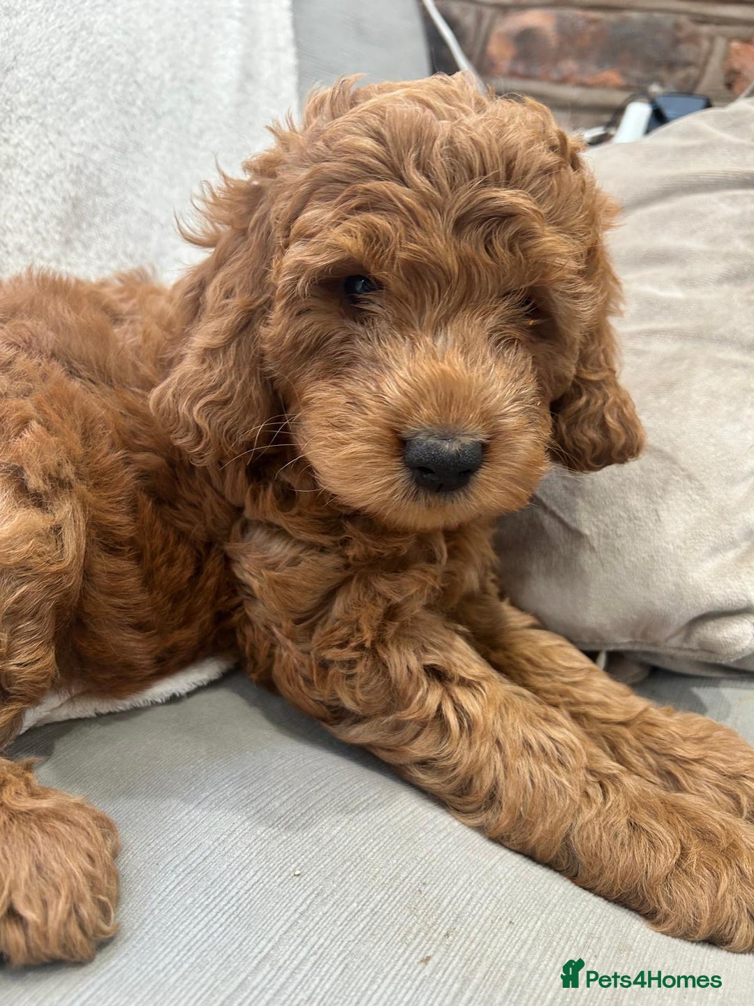 Irish Doodle dogs for sale:  Fox Red Irish Doodle Puppies - Ready Next Week  - Image 10