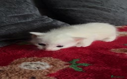 Mixed Breed cats for sale: 4 beautiful little girls looking for homes  - Advert 6