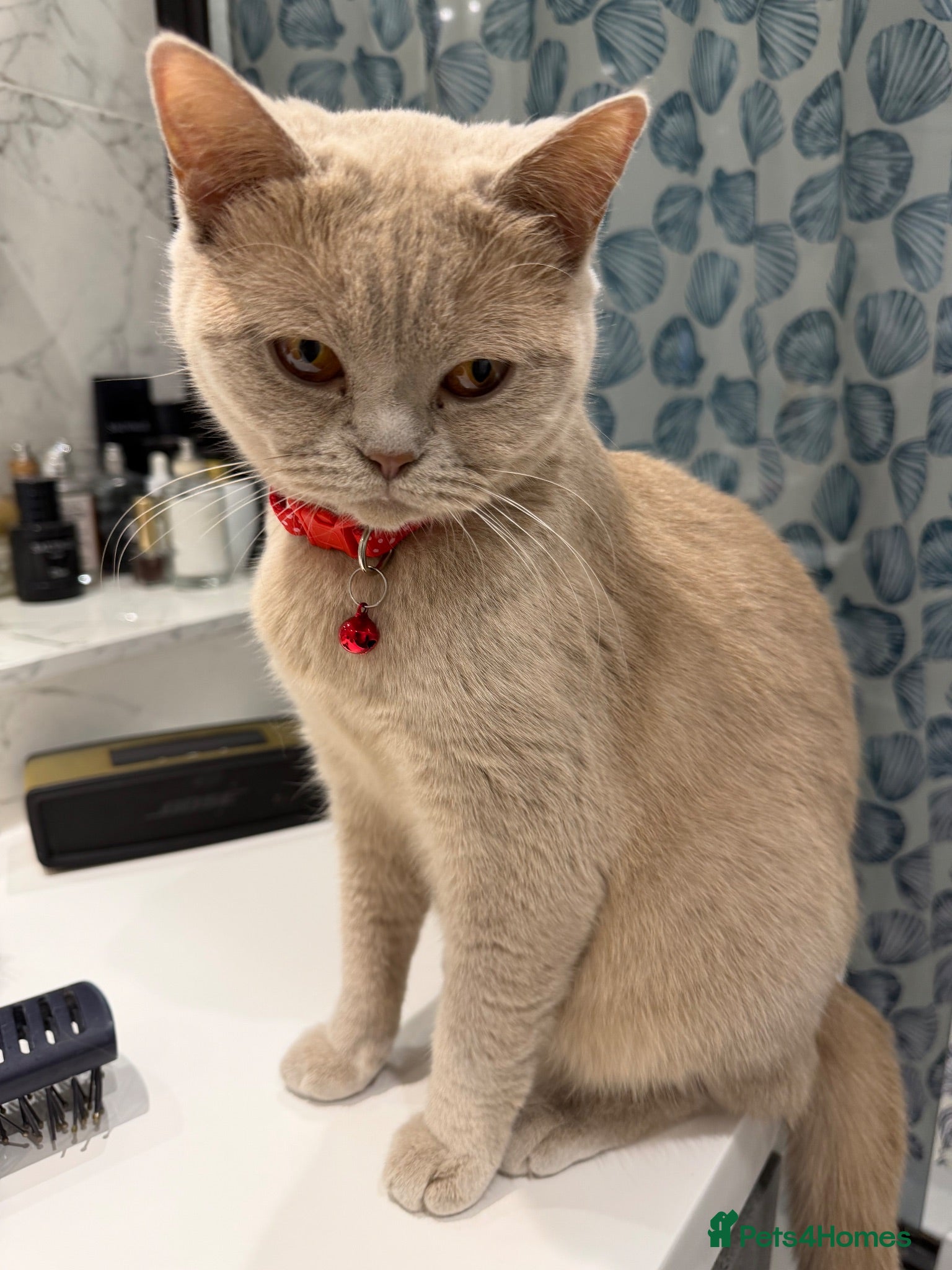 British Shorthair cats 🐾 6 Adorable Kittens Looking for Loving  Homes  - Advert 1