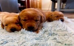 Labrador Retriever dogs for sale: Amazing Red/Black Lab Pups To Loving Pet Families - Image 13