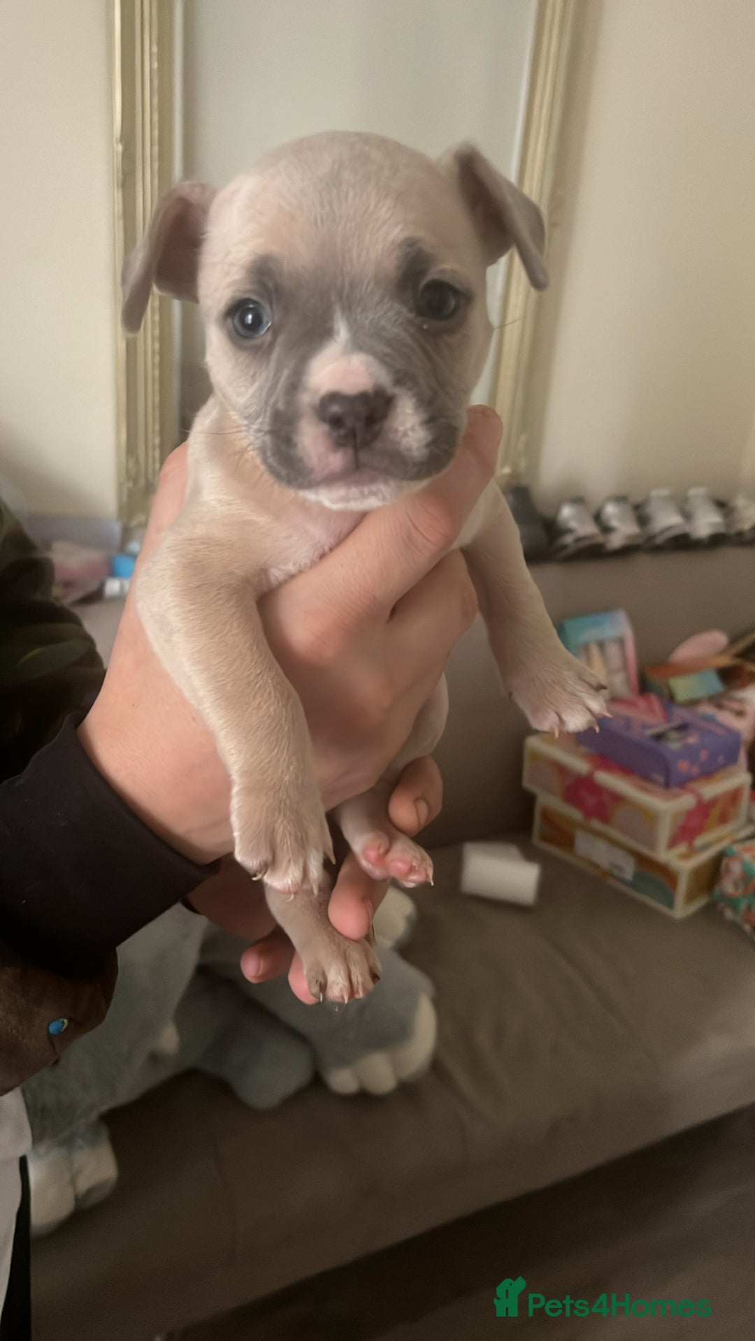 Mixed Breed dogs for sale: pocket bully x frenchie puppies 7 weeks old - Advert 5